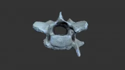 Dog Vertebra (DB8B.1vC4)