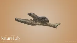 Eastern Chipmunk