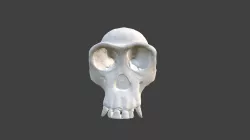 Female Chimp Skull
