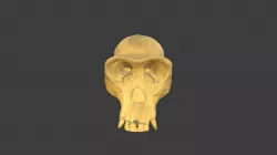 Female Chimp Skull with Texture