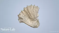 Flower Coral Skeleton