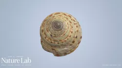 Giant Sundial Shell