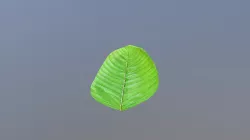 Leaf