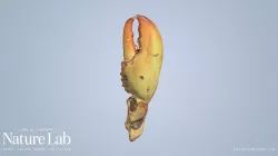 Lobster claw