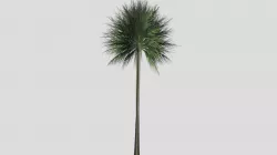 Low Poly Palm Tree