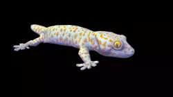 Model 40A - Tokay Gecko "Big Mama"