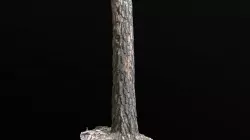 Old Pine Trunk