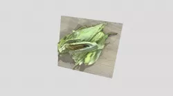Peruvian Corn leaves  - Panca | Photogrammetry