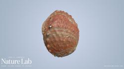 abalone shell veneer sheets 3D Models | Page 1 | STLFinder