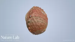 Red Abalone Shell