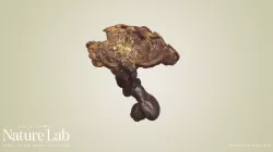 Reishi Mushroom