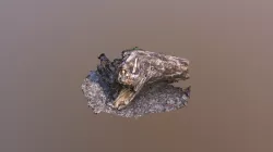 rotting log