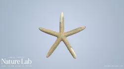 Sea Star