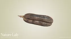 Seed Pod