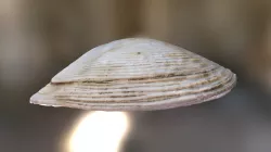 Shell, Sasthan, India