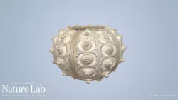 Sputnik Urchin