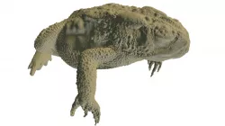 Toad - High Resolution CT Scan