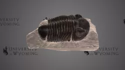 UW-Invert-A858, Calymene celebra - Trilobite