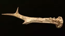 Wild and Used Deer Antler