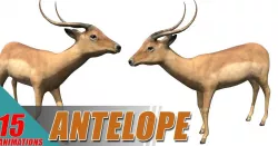 Antelope impala Low-poly  3D model