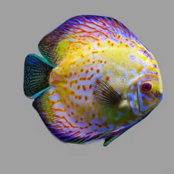 Color Fish Low-poly  3D model