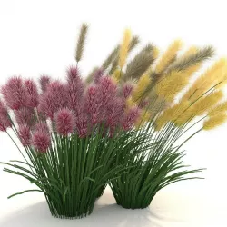 Cortaderia 3D model