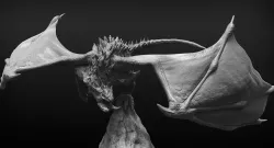 Dragon 3D model
