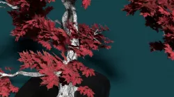 High Polly multi part Bonsai Maple 3D model 3D model