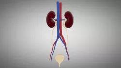 Human Kidney and Urinary System Low-poly  3D model