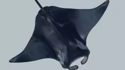 Manta ray rigged and animated for Cinema 4d Low-poly  3D model