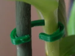 Orchid Clips