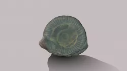 Ammonite
