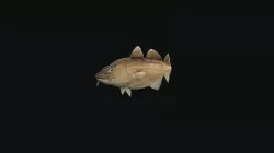 Atlantic Cod