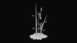 Bamboo