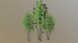 Bushes