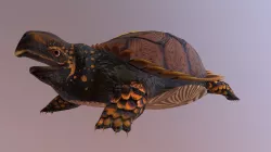 Chell the Turtle