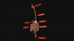 Digestive system