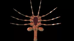 Facehugger