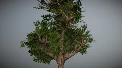 first tree