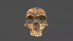 Gibraltar 1 Skull with Texture