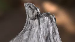 Gnarly Tree Stump: Photoscaned