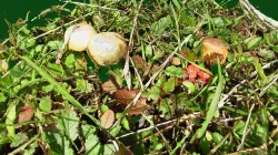 Golden Mushrooms on a Cow Pie