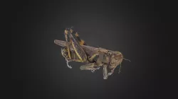 Grasshopper