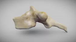 Human Thoracic Vertebra