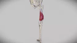 Knee Flexors