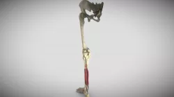 Leg Posterior Deep Muscles