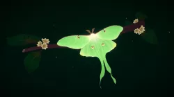 Luna Moth