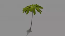 Palm