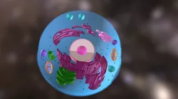 Portfolio Project: Parts of an Animal Cell