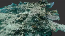 Reef Model
